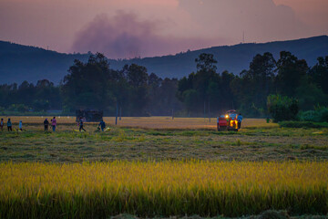 Fototapeta premium View of rice field in Phu Yen, Vietnam. Rice production in Vietnam in the Mekong and Red River deltas is important to the food supply