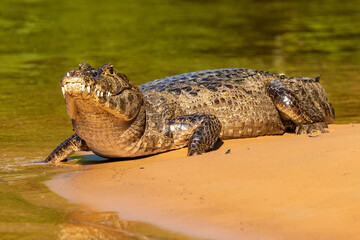 Caiman Basking on a Sandbank in the Cuiaba River in The Pantanal, Brazil