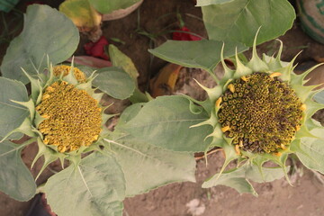 sunflower plant on farm for harvest