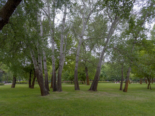 Old aspens in spring park at overcast day