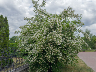 Bush of the blooming jasmine in park in overcast day