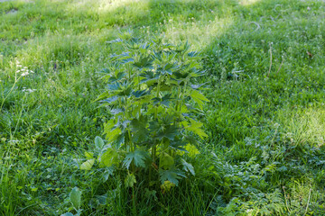 Bush of young motherwort on meadow in spring sunny morning