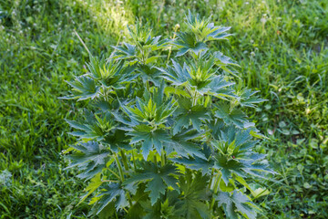 Tops of young motherwort stems on meadow in sunny morning