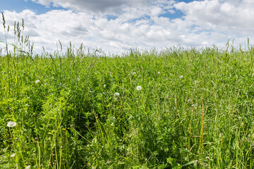 Meadow overgrown with different high grass with ears against sky