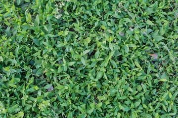 Top view of meadow overgrown with knotgrass in overcast day