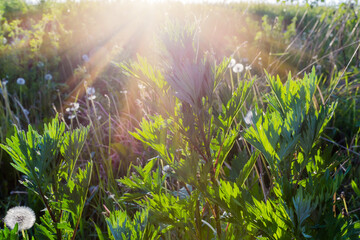 Stems of young common mugwort in evening light backlit © An-T