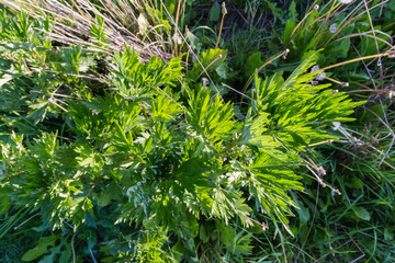 Bush of young common mugwort in evening light, top view