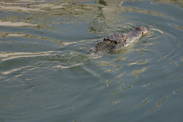 Close up salt crocodile is show head in river