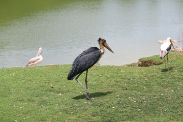 The Painted Stork bird (Mycteria leucocephala) in garden