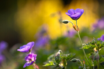 Fioletowe kwiaty Bodziszka Rozanne.  © mycatherina