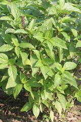 sweet basil plant on nursery