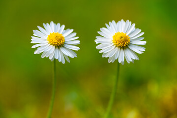 Pair of two almost identical tiny flower heads of Common daisy (Bellis perennis) a popular flower with white petals and yellow stamens on a meadow in Sauerland, Germany. Macro with blurred background  © ON-Photography