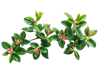 Obraz premium A close-up shot of a branch with lush green leaves and small red buds.