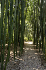 Bambouseraie de Planbuisson en Dordogne