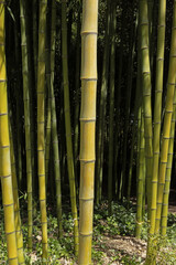 Fototapeta premium Gros plan de la canne du bambou Phyllostachys prominens