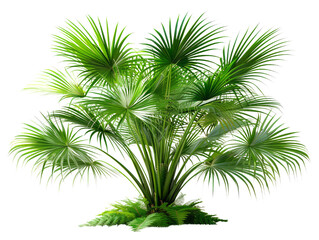 A lush, vibrant palm tree with large, green fronds against a black background.  The image is perfect for tropical or nature-themed projects.