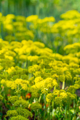 green and yellow plant with flowers