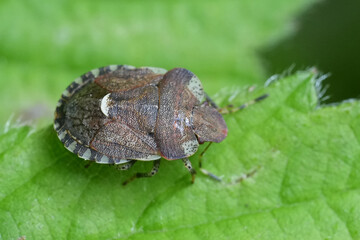 Closeup on the small European bedstraw bug , Dyroderes umbraculatus, sitting on a green leaf