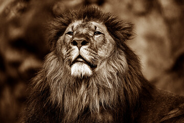 Big Lion from ZOO Olomouc, Czechia