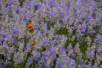 Two orange butterflies in a lavender field