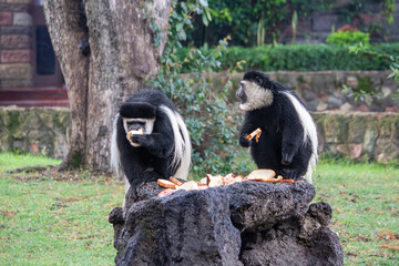 Two female black-and-white colobus monkey eating slices of bread in the grounds of Lake Naivasha...