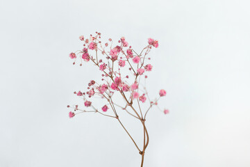 Beautiful color pink gypsophila twig isolated on white background