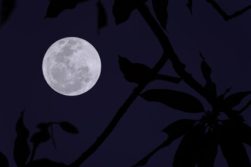 Full moon with bird and tree branch silhouette in the night.