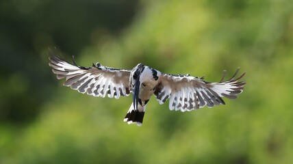 Pied Kingfisher hovering
