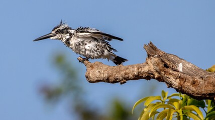 Pied Kingfisher in flight