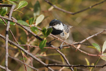 Carbonero garrapinos (Periparus ater) en su hábitat natural, Sierra de Mariola, Alcoy, España