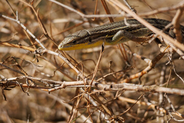 Lagartija ibérica hispánica (Podarcis hispanicus) entre maleza del bosque, Alcoy, España
