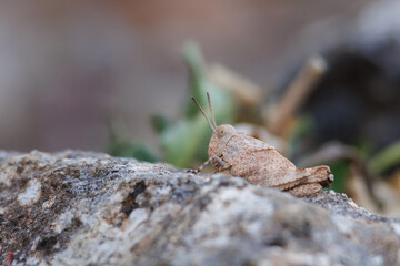 Saltamontes trimerotropis detras de la roca, Alcoy, España