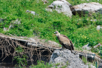 The Griffon Vultures of the regional nature reserve of Lake Cornino, Italy