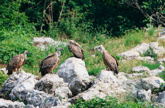 The Griffon Vultures of the regional nature reserve of Lake Cornino, Italy
