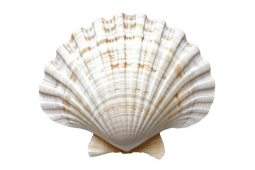 A detailed image of a single seashell, showcasing its intricate texture and natural beauty. Perfect for coastal and marine themes.
