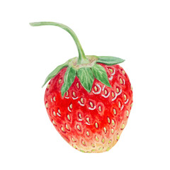 Red strawberry hand drawn watercolor illustration. Delicious food art, fresh botanical realistic painting. Summer sweet berry clipart for restaurant, cafe menu, packaging of farm goods, vegan products