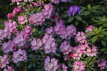 Im Park blüht es, große Rhododendron Büsche