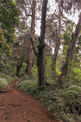 path in the forest