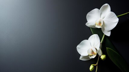 A single elegant white orchid on a matte black background, highlighting the purity and simplicity of the flower. Ideal for luxury skincare ads.