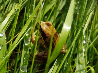 frog on the grass