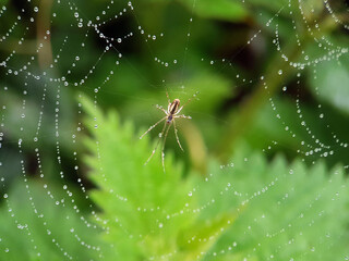 Spider on leaf