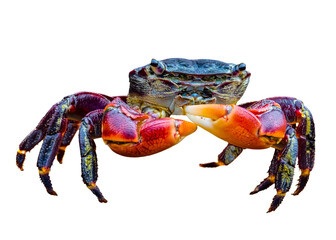 Striped Shore Crab (Pachygrapsus crassipes) High Definition Photo, With Copy Space, on a Transparent Isolated PNG Background