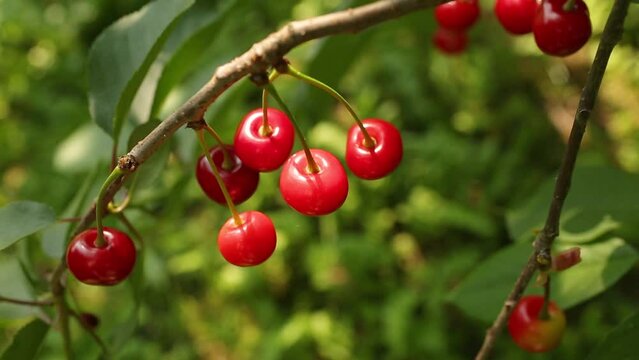 A tart red cherry hangs on a tree branch. Red cherry hangs on a cherry tree. Cultivation of cherries.	
