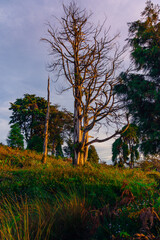 autumn in the forest