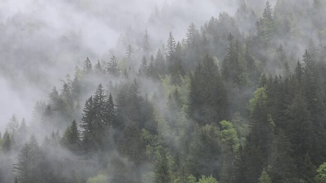 Morning rain clouds rolling over hills of green pine trees on mountainside in Chamonix valley next to Mont Blank