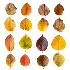 Fototapeta premium autumn leaves isolated on transparent background