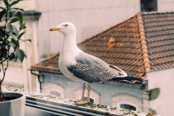 Obraz premium Close portrait of seagull sitting on city street