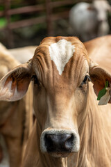 Brangus cattle portrait,  hybrid breed of beef cattle derived from cross-breeding of American Angus and Brahman stock - stock photo