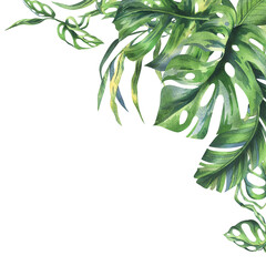 Tropical coconut, banana palm leaves, monstera, monkey mask, frangipani, bright juicy green. Hand drawn watercolor botanical illustration. Frame, template isolated from background © NATASHA-CHU