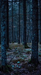 "Enchanted Night: European Forest Bathed in Moonlight - Realistic 6K Photography"